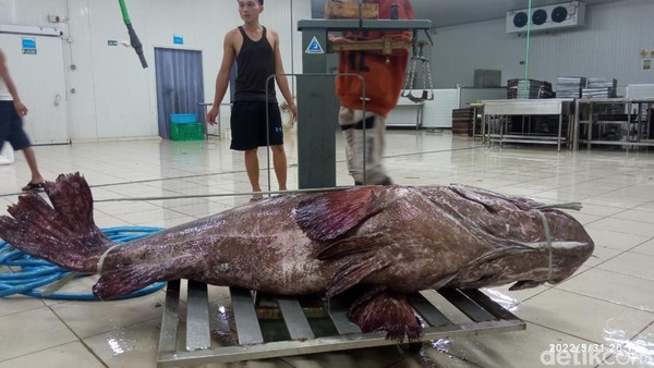 ikan kerapu raksasa