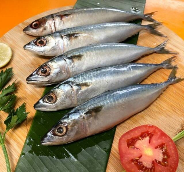 ikan salem