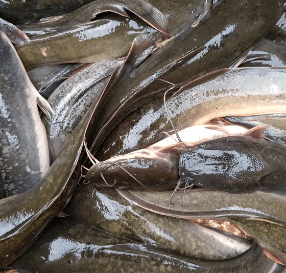 manfaat ikan lele