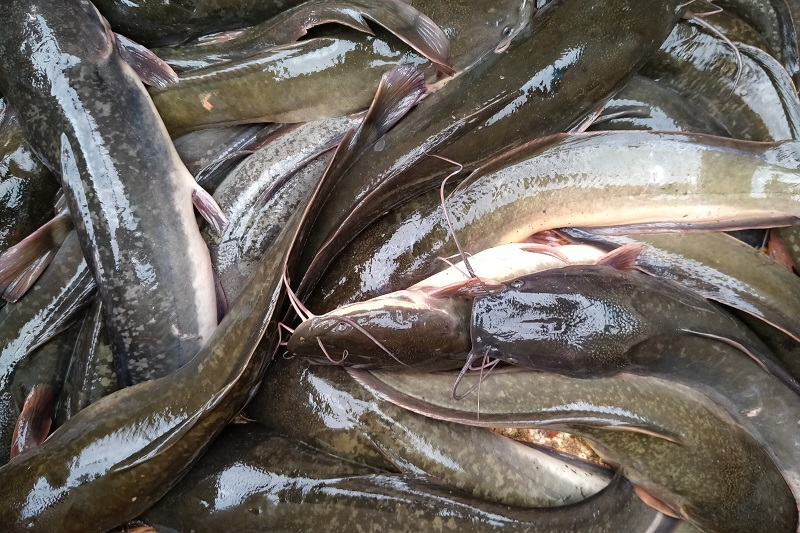 manfaat ikan lele