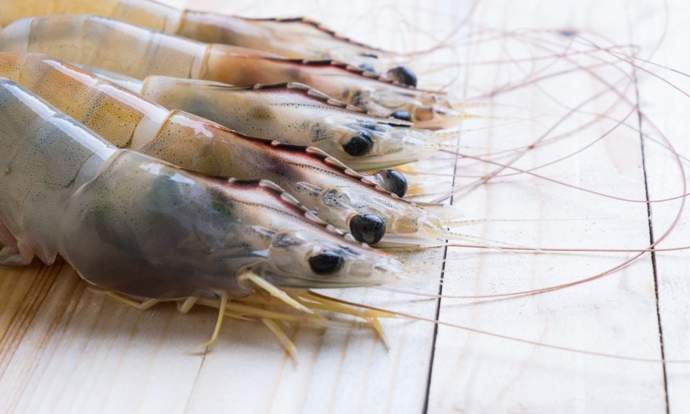 mengenal udang vaname