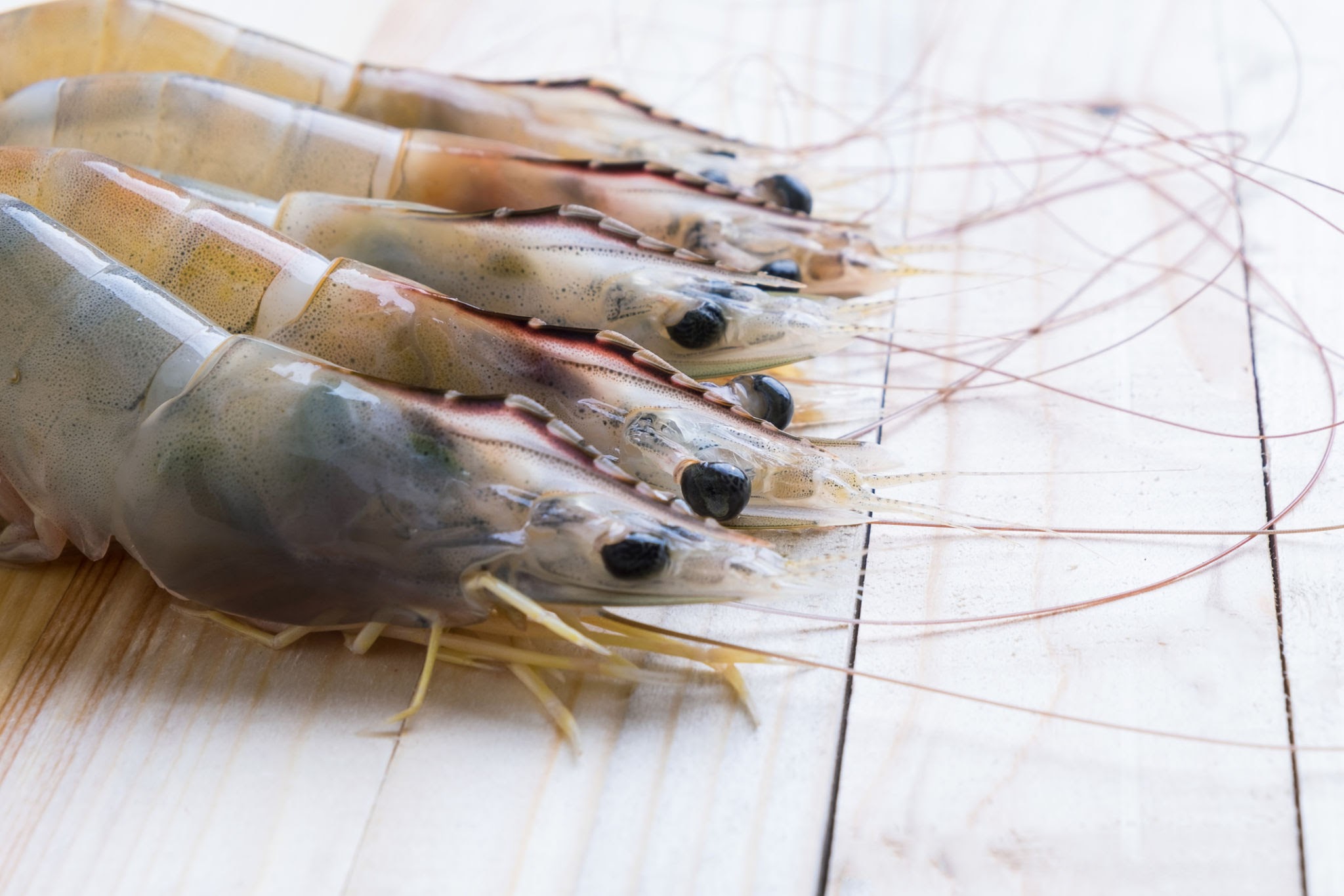 mengenal udang vaname