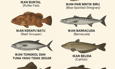 Ikan yang Berbahaya Jika Termakan