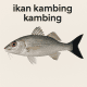 Ikan Kambing Kambing