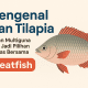 Ikan Tilapia