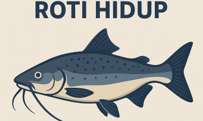 Ikan Jambal Roti Hidup