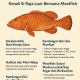 Ikan Kerapu Sunu