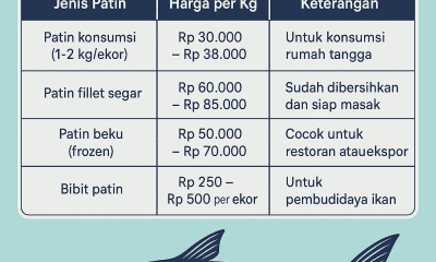 Harga Ikan Patin
