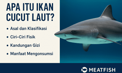 ikan cucut laut