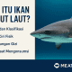 ikan cucut laut