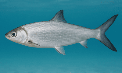 Ikan Bandeng Hidup di Air Apa