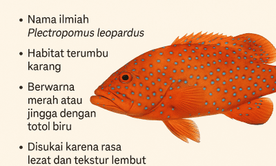 Ikan Kerapu Sunu