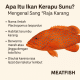 Ikan Kerapu Sunu
