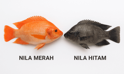 nila hitam vs nila merah