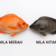 nila hitam vs nila merah