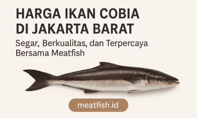 Harga Ikan Cobia