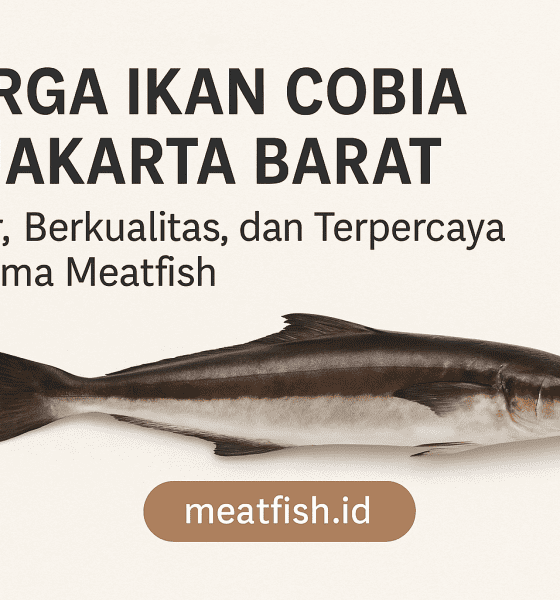 Harga Ikan Cobia