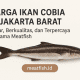 Harga Ikan Cobia