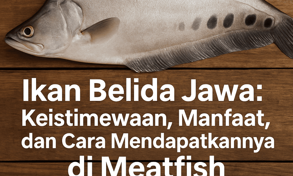 belida jawa