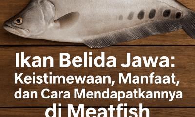 belida jawa