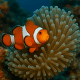 Hubungan Antara Ikan Badut dan Anemon Laut