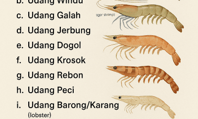 Jenis-Jenis Udang