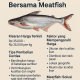 Harga Patin per Kg