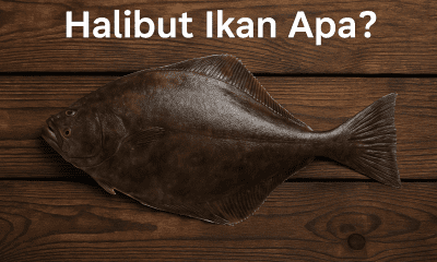 Apa Itu Ikan Halibut?