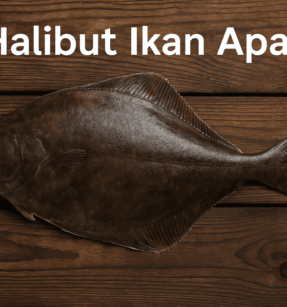 Apa Itu Ikan Halibut?