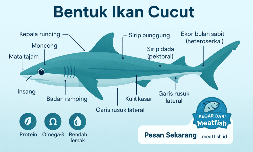 Bentuk ikan cucut