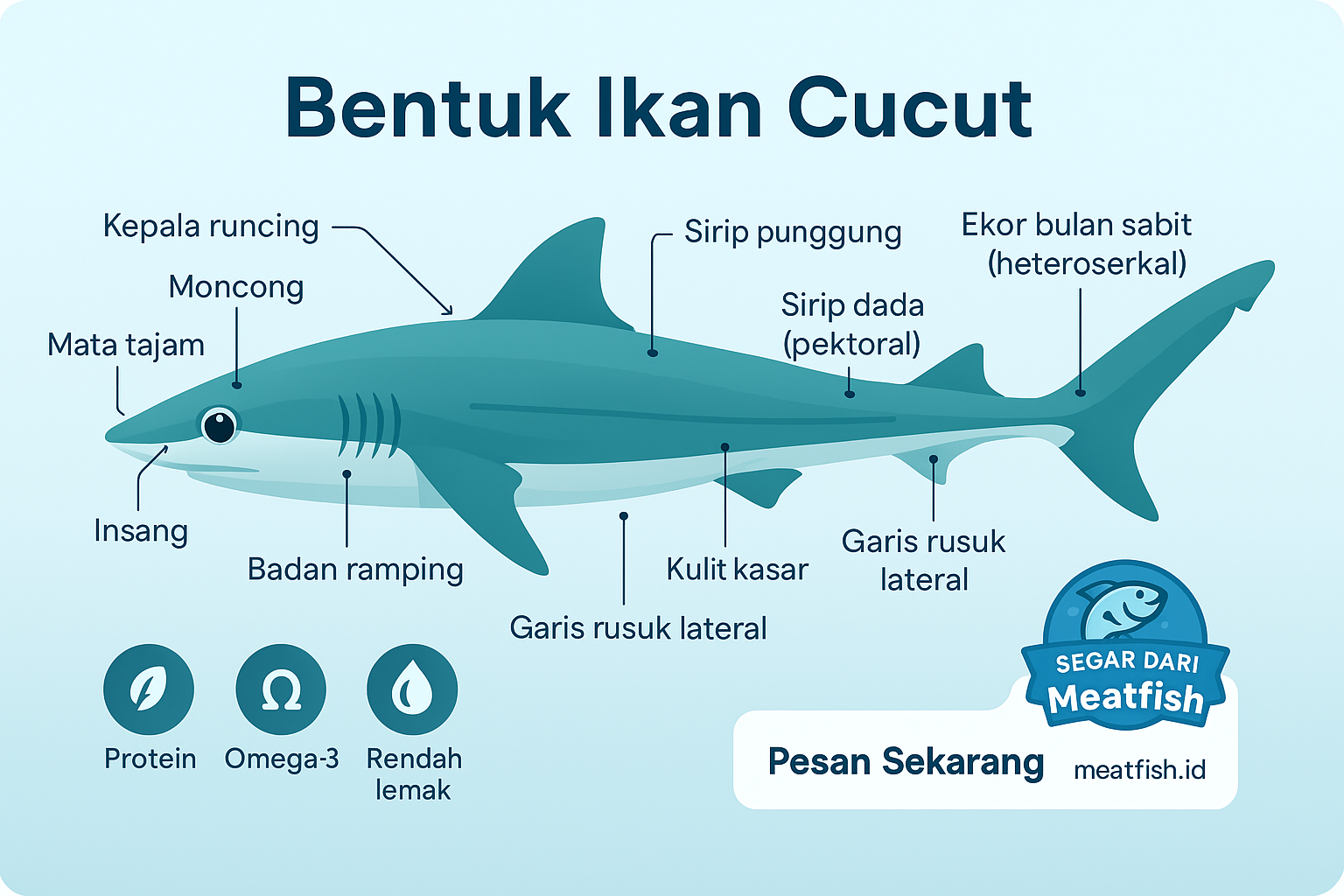 Bentuk ikan cucut