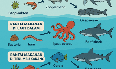 rantai makanan di laut