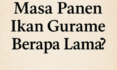 masa panen ikan gurame