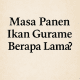 masa panen ikan gurame