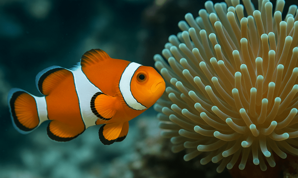 Ikan Nemo dan anemon laut
