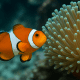 Ikan Nemo dan anemon laut