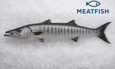 keunggulan ikan alu-alu besar