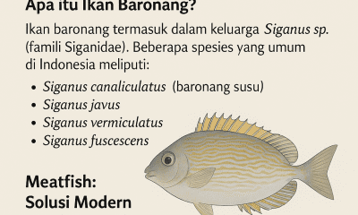 Nama Latin Ikan Baronang