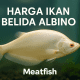 harga ikan belida albino