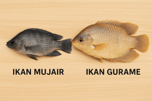 perbedaan ikan mujair dan gurame