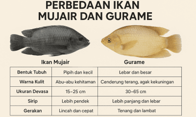 perbedaan ikan mujair dan gurame
