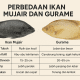 perbedaan ikan mujair dan gurame