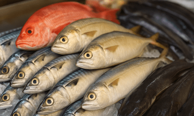 Jenis Ikan yang Dijual di Pasar