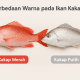 warna ikan kakap