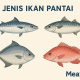 Jenis ikan pantai