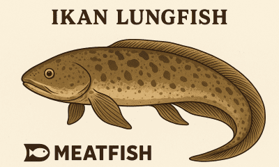 Ikan Lungfish