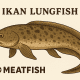 Ikan Lungfish