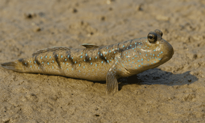 Ikan yang Bisa Hidup di Darat