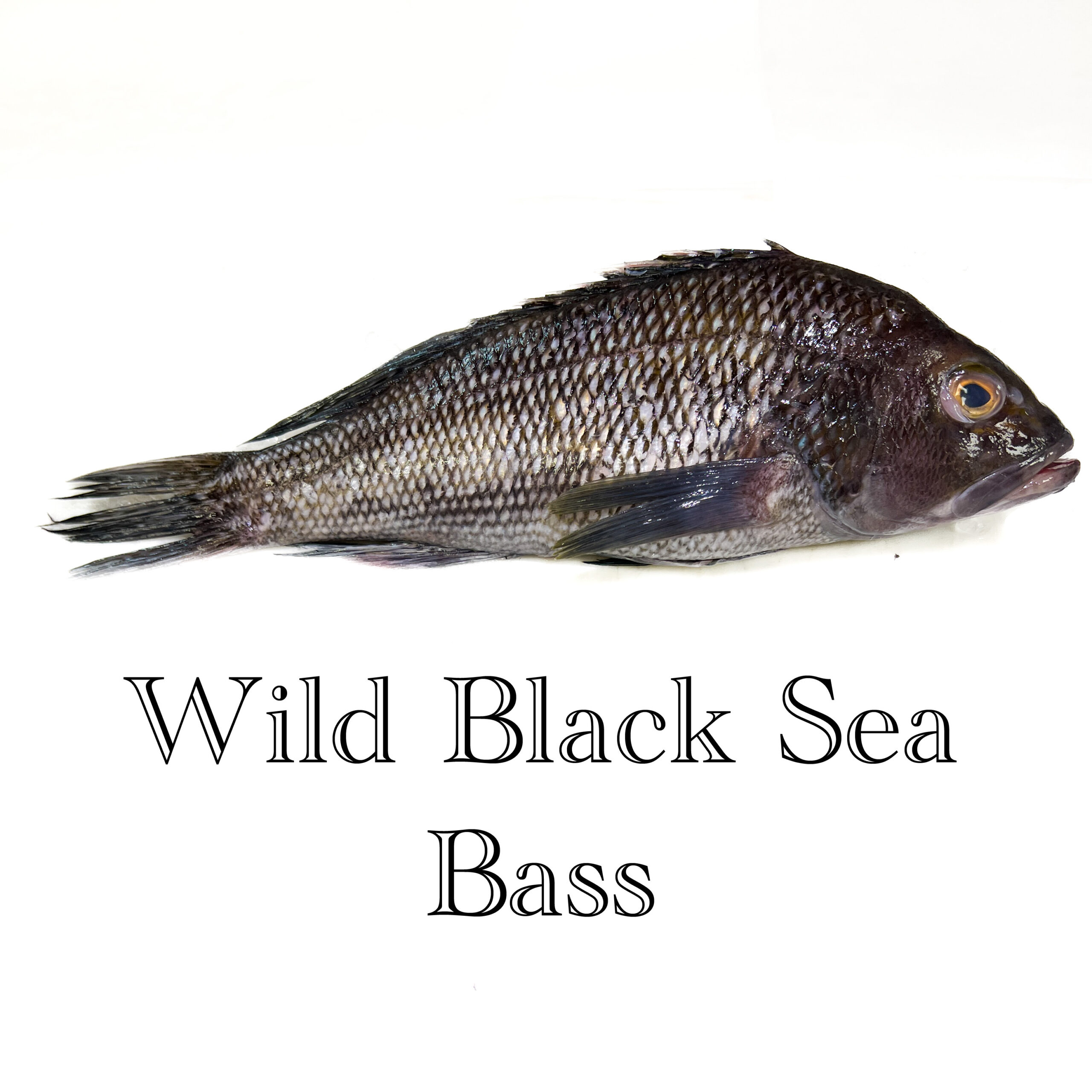 Harga sea bass Indonesia