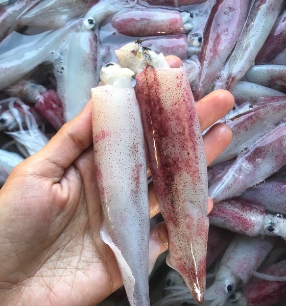 makan cumi mentah